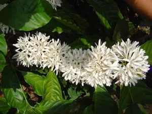 flower_opening300