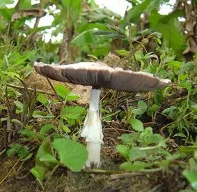fungi1