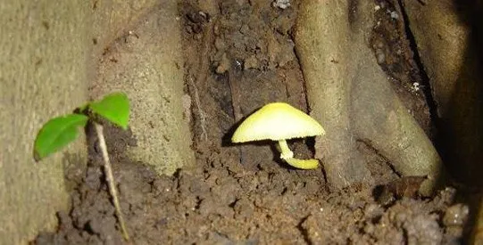fungi13