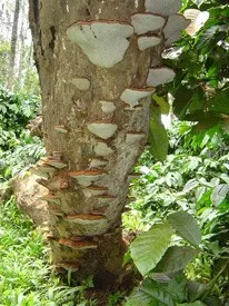fungi15