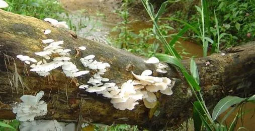 fungi16