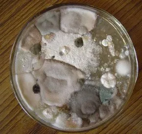 fungi17
