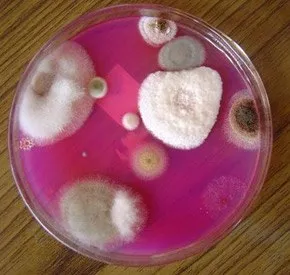 fungi3