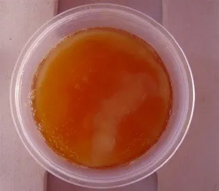 fungi4