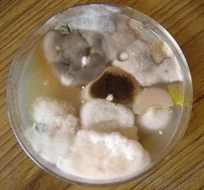 fungi6