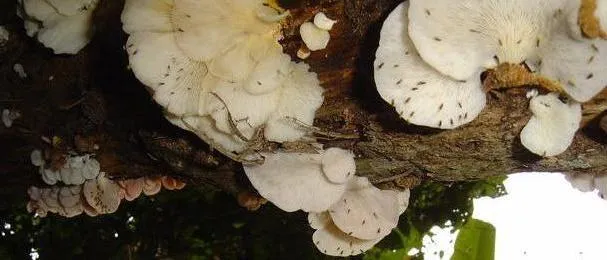 fungi7