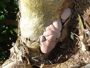 fungi8