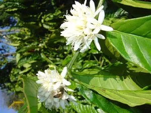 honeybees-pollination300