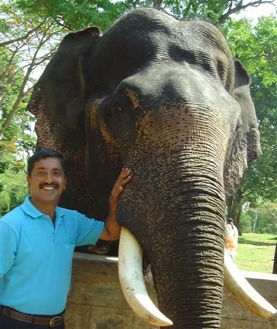 india-elephant_2624306865_o