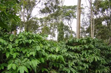 indian_canopy1x
