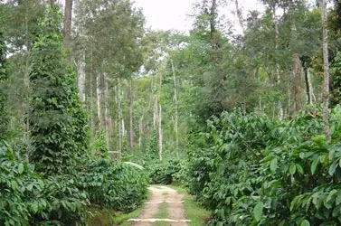 indian_canopy2x
