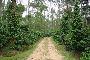 indian_canopy3x