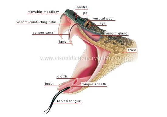 morphology-venomous-snake-head