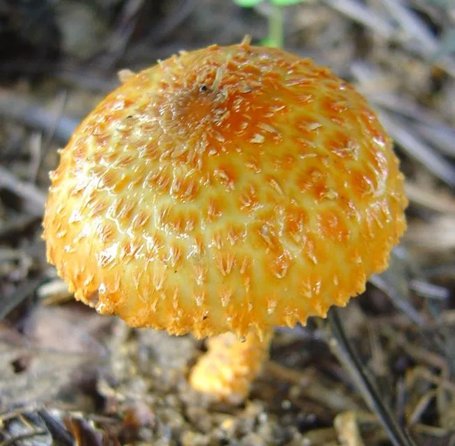 mushroom-01_2890547642_o