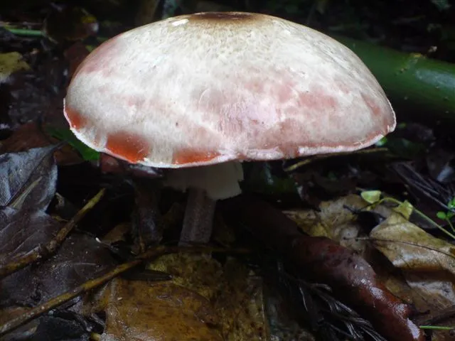 mushroom-02_2889712295_o