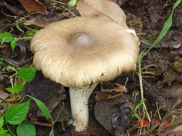 mushroom-03_2890545398_o