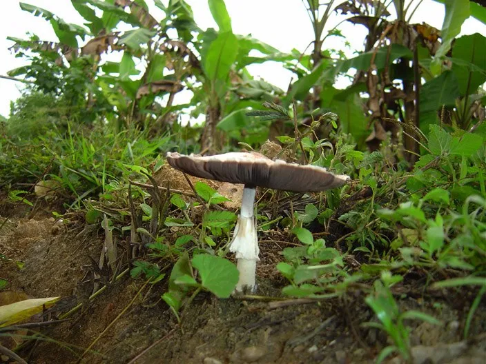 mushroom-04_2890545522_o
