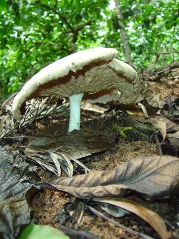 mushroom-05_2889708941_o