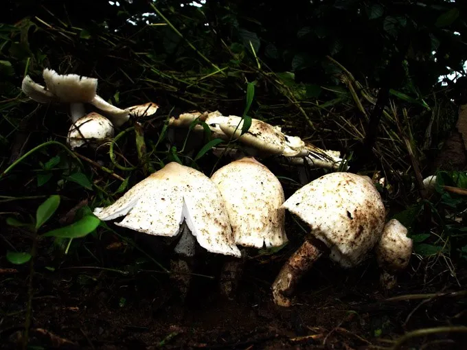 mushroom-06_2889710085_o