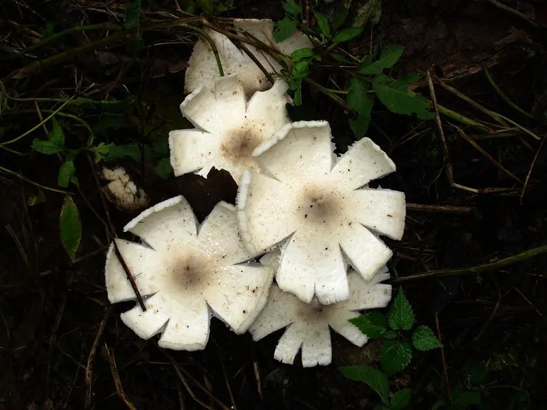 mushroom-07_2890545628_o