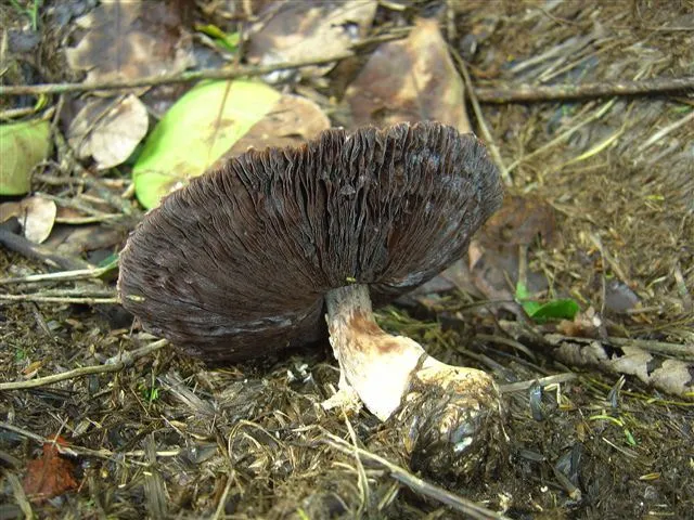 mushroom-08_2890545048_o