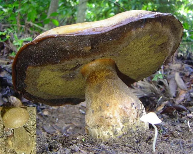 mushroom-09_2890547674_o