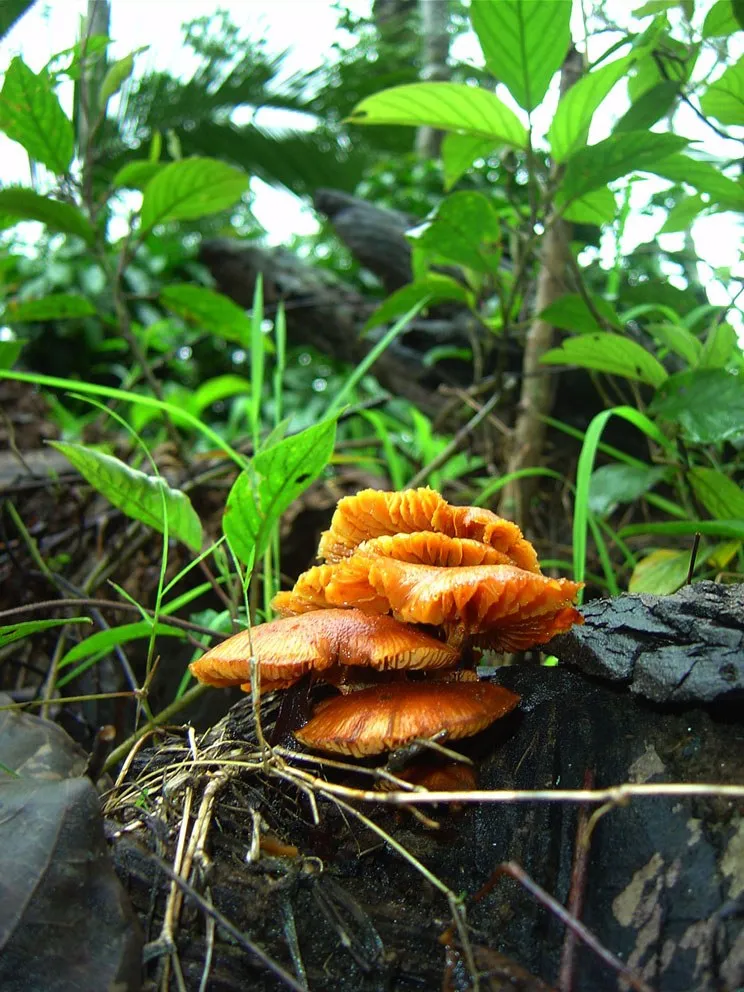mushroom-11_2890544578_o