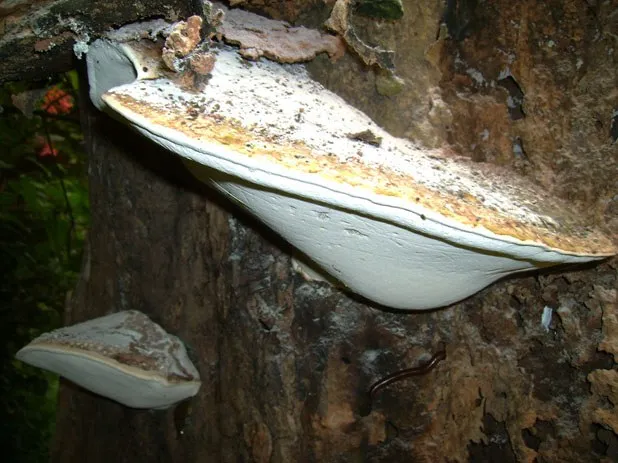 mushroom-12_2890546412_o