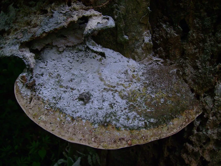 mushroom-13_2889710889_o