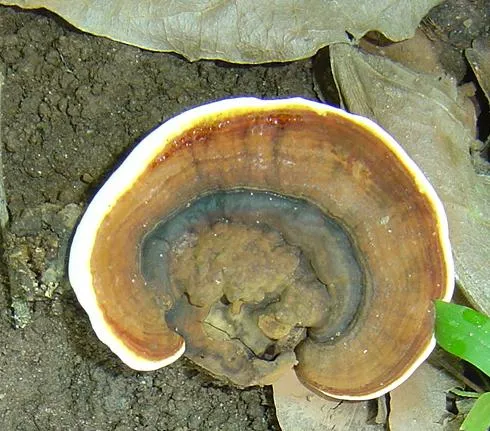 mushroom-14_2890547740_o