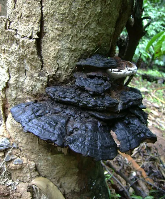 mushroom-15_2890545708_o