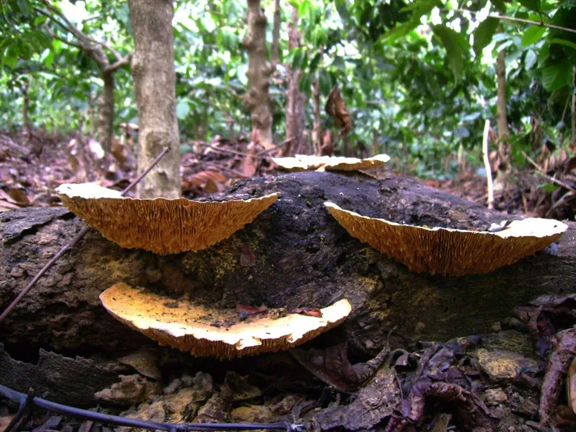 mushroom-16_2890547510_o