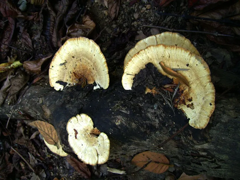 mushroom-17_2890547306_o