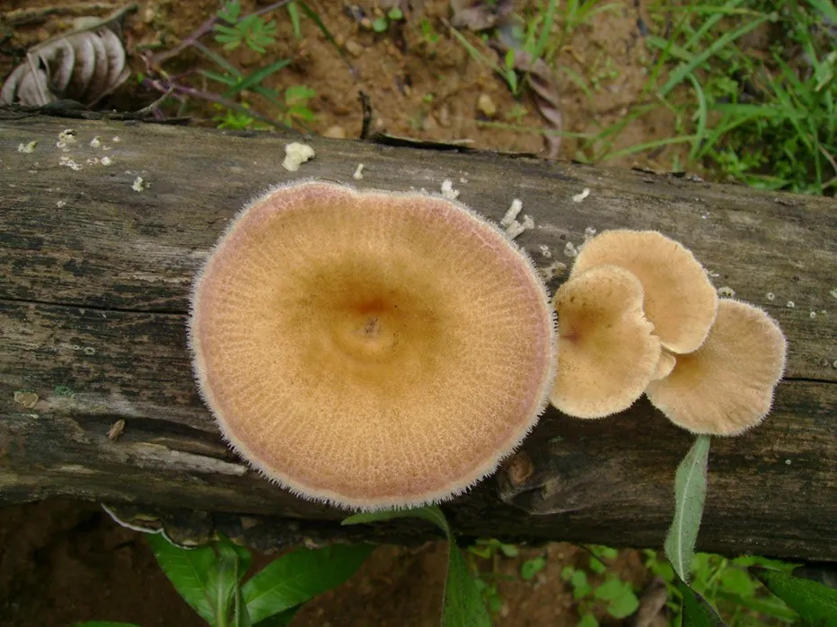mushroom-18_2889710655_o