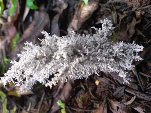 mushroom-19_2890547226_o