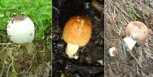 mushroom-20_2889712517_o