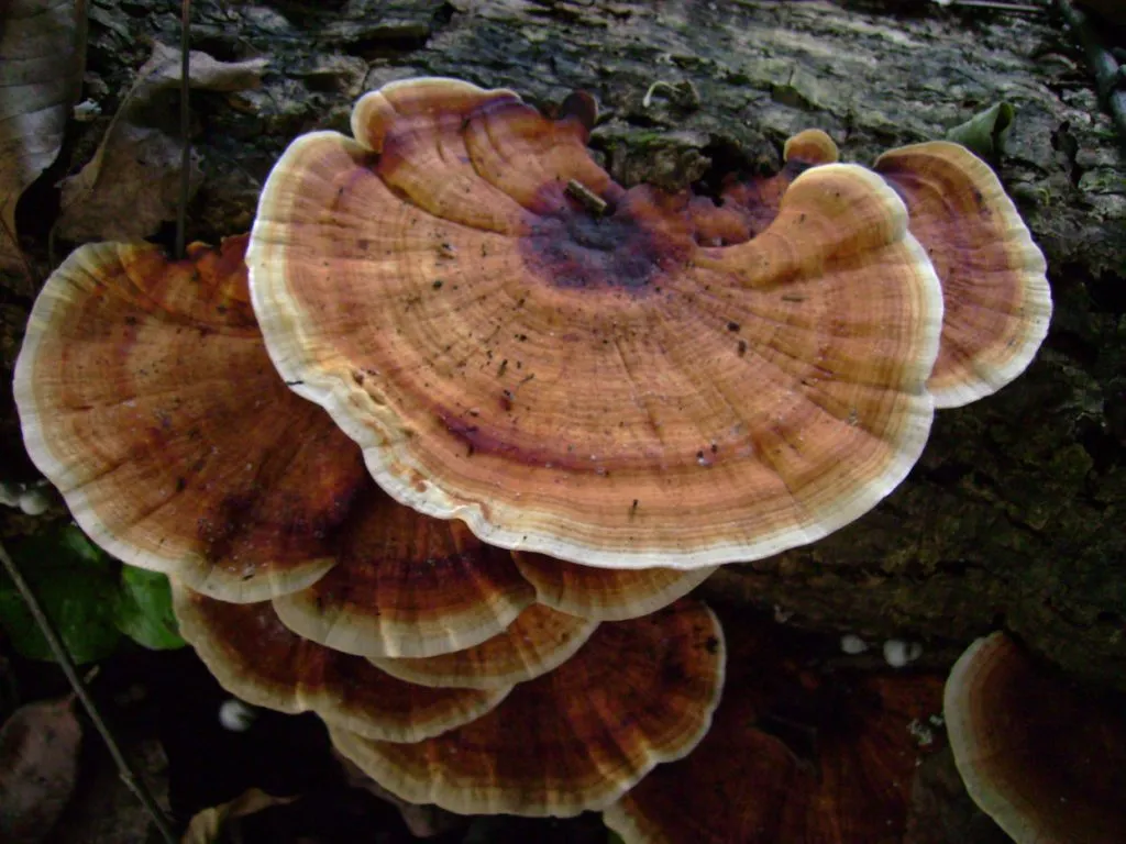 mushroom-21_2889711355_o