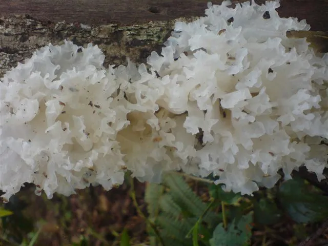 mushroom-22_2890547108_o