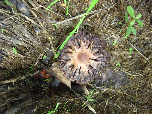 mushroom-23_2889709557_o