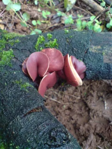 mushroom-24_2889711763_o