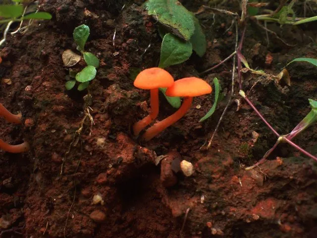 mushroom-25_2889711719_o