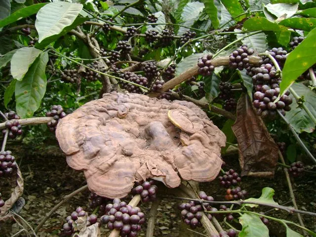 mushroom-27_2890547064_o