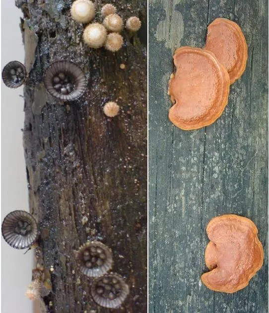 mushroom-28_2890547856_o