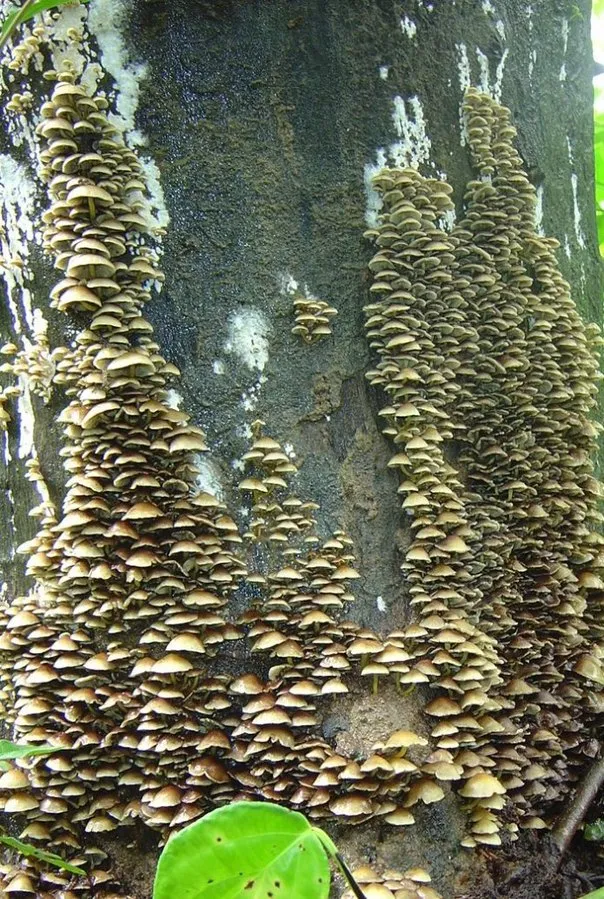 mushroom-29_2889712803_o
