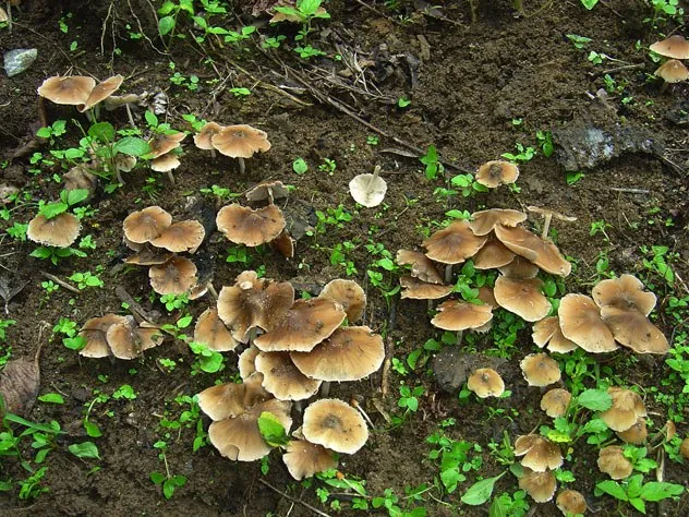 mushroom-30_2889709239_o