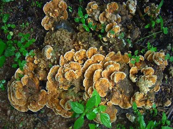 mushroom-31_2889709031_o