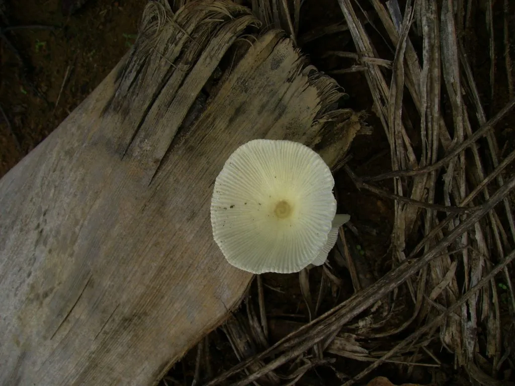 mushroom-33_2889710563_o
