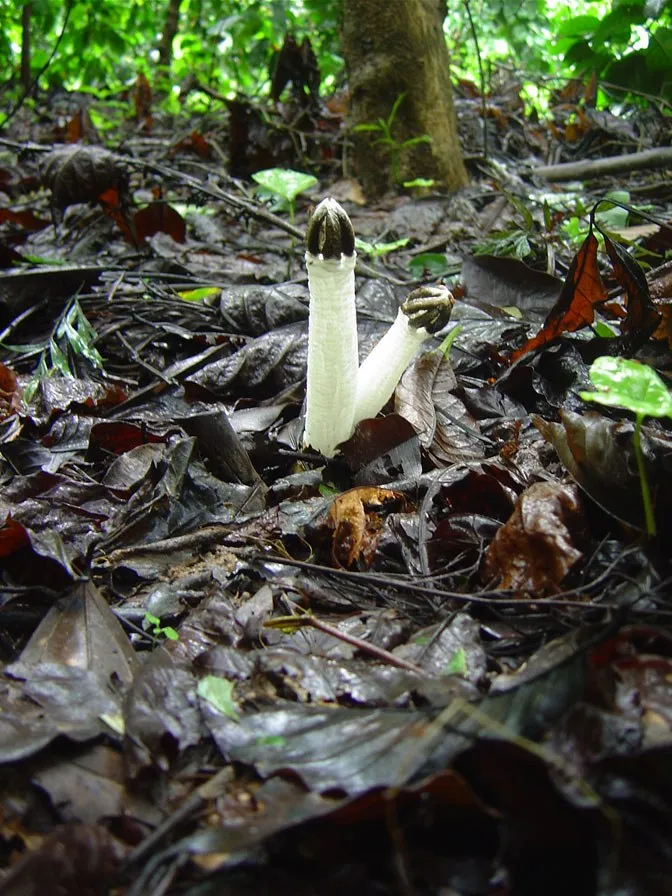mushroom-34_2889709475_o