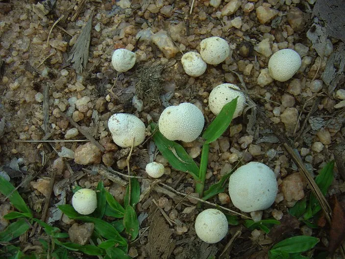 mushroom-37_2889710429_o