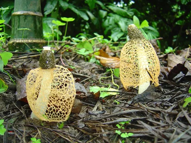 mushroom-39_2890545330_o